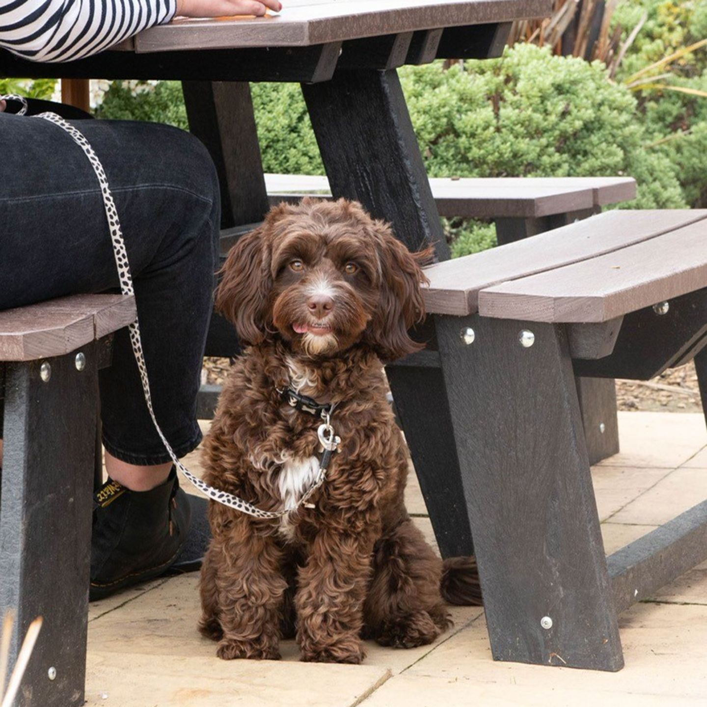 Your local dog friendly pub in Swansea 